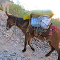 mule heading out of Cotahuasi canyon
