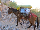 mule heading out of Cotahuasi canyon