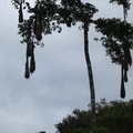 hanging bird nests