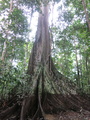 giant ceiba tree