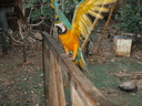 Blue the macaw