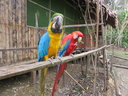 macaws eating peanuts
