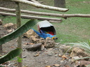 macaws playing in bucket
