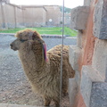 alpaca in Kusicancha