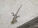 lizard at Machu Picchu entrance