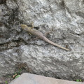 lizard at Machu Picchu entrance
