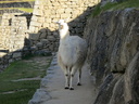 llama at Machu Picchu