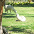 alpacas in Selva Alegre park