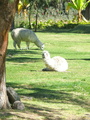 alpacas in Selva Alegre park