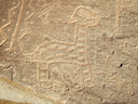 llama petroglyph