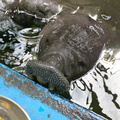 manatee whiskers