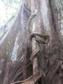 vine and bats on giant ceiba tree
