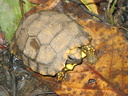 yellow-footed tortoise