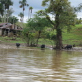 cows near Otorongo