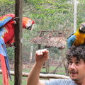 Anthony with macaws