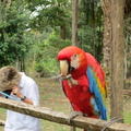 Ara the macaw eating a peanut