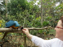 Leah feeding macaw a peanut