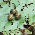 wattled jacana eggs