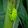 polka-dotted tree frog