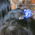 Saddleback tamarin on little girl's head